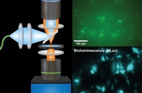 Helmholtz Munich: Neues Mikroskop macht leuchtende Zellprozesse sichtbar