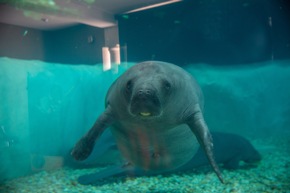 Drei neue Manatees ziehen ins Rehazentrum der Bradenton Gulf Islands ein