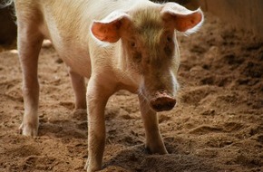 Schweizer Tierschutz STS: Medienmitteilung: Schweizer Tierschutz STS fordert - Absatzförderung von Labelfleisch mit fairer Preispolitik verstärken