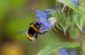 Universit&auml;t Konstanz: Hummeln sind effiziente Entscheider, PI Nr. 26/2026