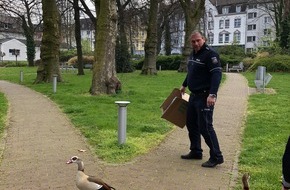 Polizei Bochum: POL-BO: Ente gut, alles gut / PI1-West