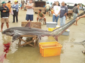 Neue Studie zum internationalen Haifischhandel