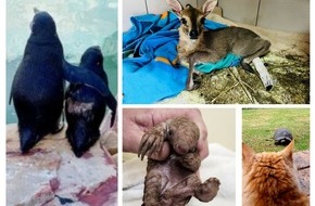 South African Tourism: Südafrikas tierische Glückskinder 2024