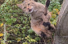 Bund f&uuml;r Umwelt und Naturschutz Deutschland e.V. (BUND): ++ &acirc;&acirc;Wildkatze nach Jahrhunderten zur&uuml;ck im hohen Norden &ndash; Genetische Haaruntersuchung liefert erstmals den 100-prozentigen Nachweis ++