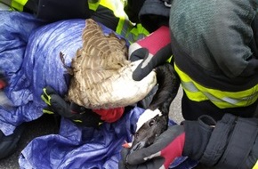 Feuerwehr Dortmund: FW-DO: Wildgans aus dem Kanal gerettet