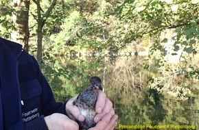 Feuerwehr Plettenberg: FW-PL: Feuerwehr Plettenberg - Wasservogel wurde aus Zwangslage befreit