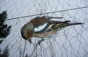 Komitee gegen den Vogelmord e. V.: Italien verbietet den Vogelfang / Die letzten 92 Fanganlagen müssen heute geschlossen werden