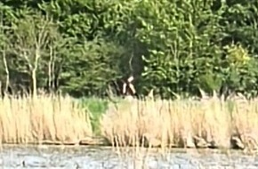 Polizeidirektion Itzehoe: POL-IZ: 260507.1 Kudensee: 2.000 Euro Belohnung nach mehreren Br&auml;nden - Polizei ver&ouml;ffentlicht Foto