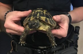 Polizeidirektion Flensburg: POL-FL: "Schildi" auf Abwegen/Schildkröte auf Partnersuche landet auf dem Polizeirevier