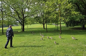 Bundespolizeidirektion München: Bundespolizeidirektion München: 1,2,3 im Gänsemarsch / Gänsefamilie auf dem Weg zum Olympiapark