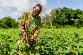 Cotton Farmers in Benin Benefit From Organic Cotton Cultivation