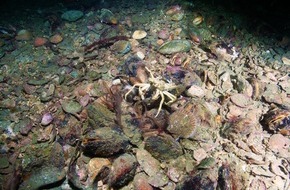 Bund f&uuml;r Umwelt und Naturschutz Deutschland e.V. (BUND): ++ Renaturierungs-Programm im Herz der Nordsee gestartet: Neue Chancen f&uuml;r Riffe im internationalen Lebensraum auf der Doggerbank ++