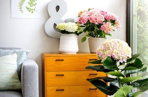 Blumenbüro: Die Zimmerhortensie im Duett mit nordischer Eleganz / Blühende Zimmerpflanzen als Einstimmung auf den Frühling