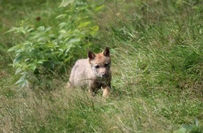 IFAW - International Fund for Animal Welfare: PRESSEMITTEILUNG: Wolfspopulation in Westpolen trotz Wachstum noch nicht sicher