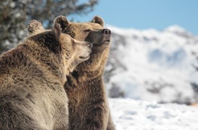 VIER PFOTEN - Stiftung für Tierschutz: Arosa Bärenland und VIER PFOTEN: Bärenstarke Winterruhe