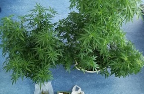 Polizeipräsidium Westpfalz: POL-PPWP: Polizei stellt Cannabispflanzen und Marihuana sicher