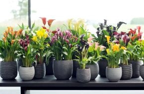 Blumenbüro: Calla ist Zimmerpflanze des Monats Mai / Bunte Blütenqueen: Die edle Calla adelt jeden Raum