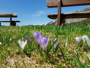 Raus aus den Höhlen - Wenn die Murmelis wieder durchstarten