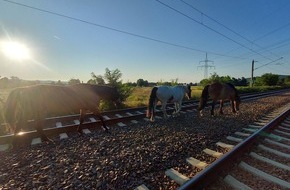 Bundespolizeiinspektion Dresden: BPOLI DD: Bundespolizei f&auml;ngt drei entlaufene Pferde von Bahnstrecke bei Radebeul