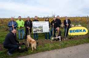 Edeka Südwest: Presse-Information: Kräuter und Schafe fördern Artenvielfalt im Weinberg
