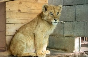 VIER PFOTEN - Stiftung für Tierschutz: Rettung von Löwenbaby