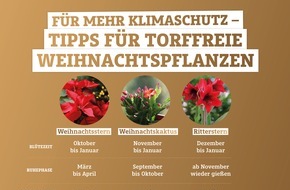 FNR Fachagentur Nachwachsende Rohstoffe: Weihnachtspflanzen richtig übersommern lassen