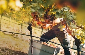 Schwarzwaldweingut Andreas Männle: Der Jahrhundertwein übertrifft alle Erwartungen