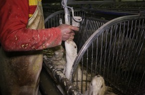 VIER PFOTEN - Stiftung f&uuml;r Tierschutz: Le Conseil des &Eacute;tats approuve le contre-projet indirect &agrave; l&rsquo;initiative foie gras am&eacute;lior&eacute;