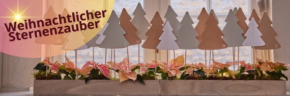 Stars for Europe GbR: Weihnachtlicher Sternenzauber: Advents- und Christbaumdekorationen mit Weihnachtssternen