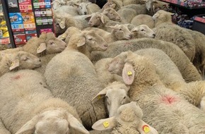 PENNY Markt GmbH: Nach Schaf-Polonaise bei PENNY - Unternehmen m&ouml;chte Pate werden