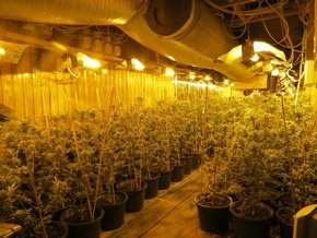 POL-DN: Cannabisplantage ausgehoben