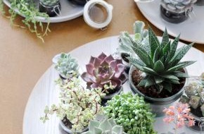 Blumenbüro: Sukkulente ist Zimmerpflanze des Monats Juni / Interieur Design Tipp: Sukkulenten als lebendige Skulpturen (BILD)