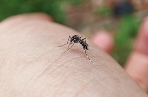 Hermes Arzneimittel GmbH: Gestreifte Gefahr: Tigermücke im Anflug