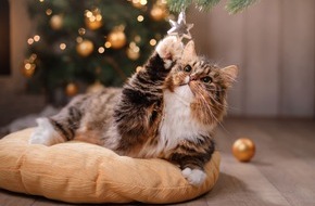 Urlaubsguru GmbH: Stressfreie Weihnachten für Hund und Katze