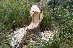Landeswasserschutzpolizeiamt Mecklenburg-Vorpommern: LWSPA M-V: Biber fällt Baum und stoppt Motoryacht