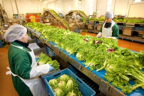 Lizenzfreie Fotos von der Bonduelle Salatproduktion / Der Salat- und Gemüsespezialist Bonduelle gibt Einblick in die Produktion der Freshcut Salate: &quot;Vom Feld in die Tüte&quot;