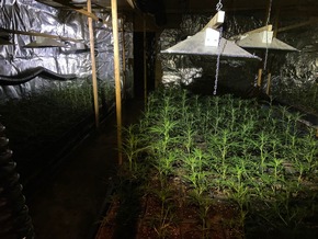 ZOLL-DD: Schlag gegen Colditzer Rauschgiftszene / 5,5 kg Crystal und eine Indoor-Cannabisplantage sichergestellt, 3 Festnahmen