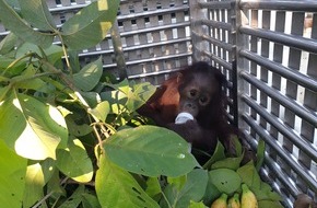 VIER PFOTEN - Stiftung für Tierschutz: Un bébé orang-outan enfermé dans un sac sur une moto