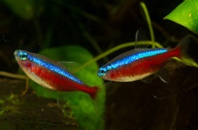 ZZF - Zentralverband der Heimtierbranche e.V.: Tag der Fische am 22. August: Ein Aquarium braucht Wissen und Geduld: Diese 5 Fehler sollten Einsteiger vermeiden