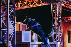 Starker Einsatz auf vier Pfoten: Neue Wettkampf-Show für Hunde auf Crime + Investigation