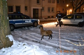 Polizeiinspektion Hameln-Pyrmont/Holzminden: POL-HOL: Tierischer Einsatz in Holzminden - Kolk: "Ausgebüchstes" Schaf eingefangen - Schaf von Weide am Ziegeleiweg ausgebrochen -