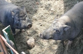 Polizeiinspektion Stralsund: POL-HST: Glücklicher Ausgang - Hängebauchschwein "Brutus" ist wieder Zuhause
