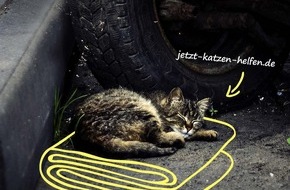 Deutscher Tierschutzbund e.V.:项目经理-Brandenburg entscheidet für mehr Katzenschutz