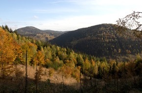 Bergwaldprojekt e.V.: Umweltstiftung Greenpeace und Bergwaldprojekt e.V. kaufen 200 Hektar Wald für naturnahe Waldnutzung
