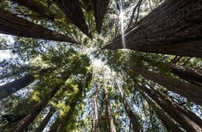Visit Santa Cruz County: State Parks und Beaches in Santa Cruz: Wo Mammutbäume auf den Pazifik treffen