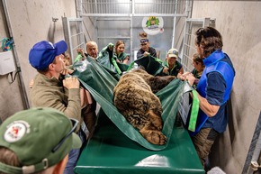 Gesundheit für ein besseres Bärenleben: Vet-Check bei Sam im Arosa Bärenland