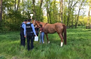 Polizeipräsidium Südhessen: POL-DA: Rüsselsheim: Pferd stürzt im Anhänger/Autobahnpolizisten als Freund und Helfer