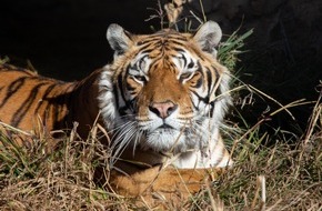 VIER PFOTEN - Stiftung für Tierschutz: Ehemalige «Train Tigers» haben sich in neuem Zuhause eingelebt