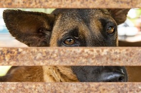 VIER PFOTEN - Stiftung für Tierschutz: QUATRE PATTES fait fermer un abattoir de chiens au Cambodge / Deux des chiens sauvés étaient enfermés depuis des années dans une minuscule cage