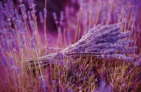 Blumenbüro: Für einen dichten Wuchs benötigt der Lavendel den richtigen Schnitt /
Das Flair Südfrankreichs: Lavendel im heimischen Garten